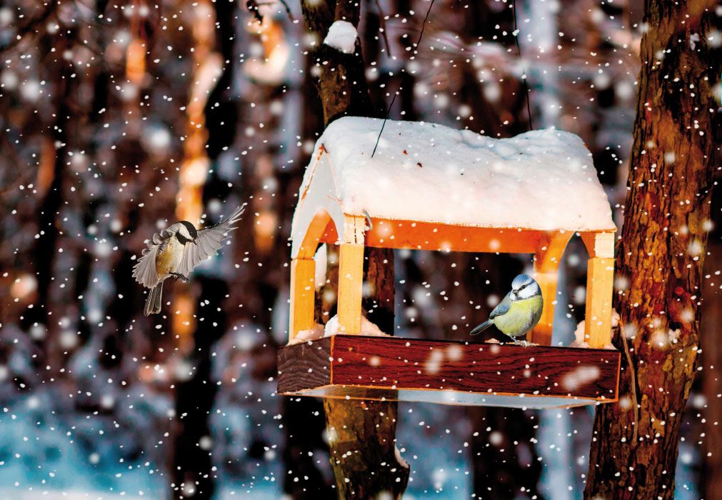 Faltkarte Weihnachten Vogelhaus